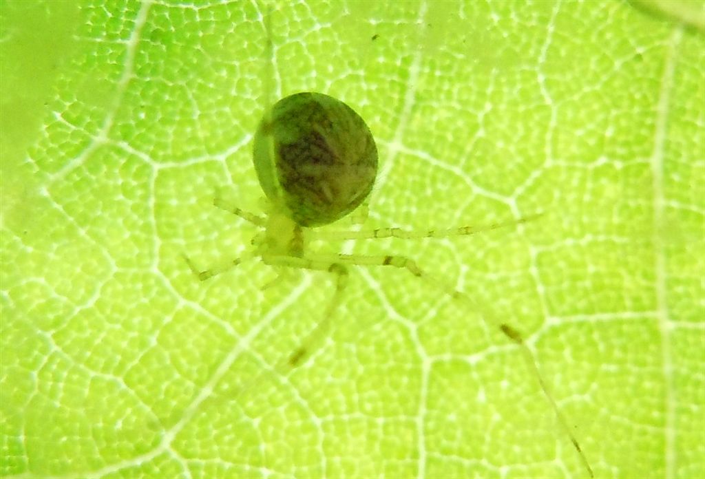 Theridion cf. varians - Agnano (NA)